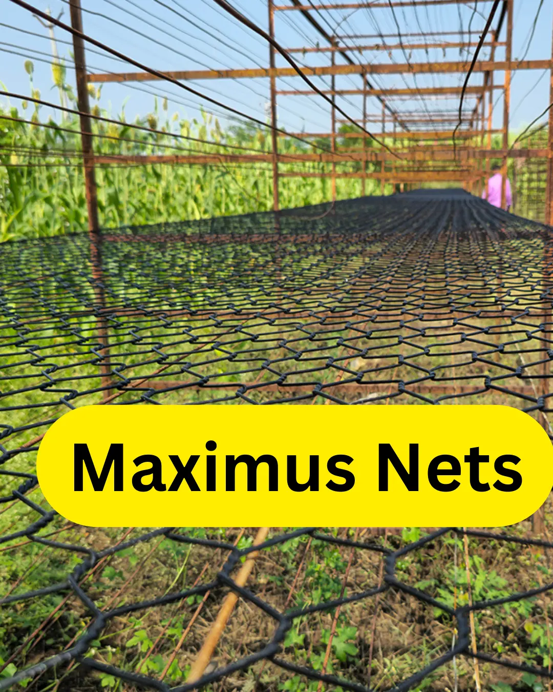 Maximus Nets For Baidana